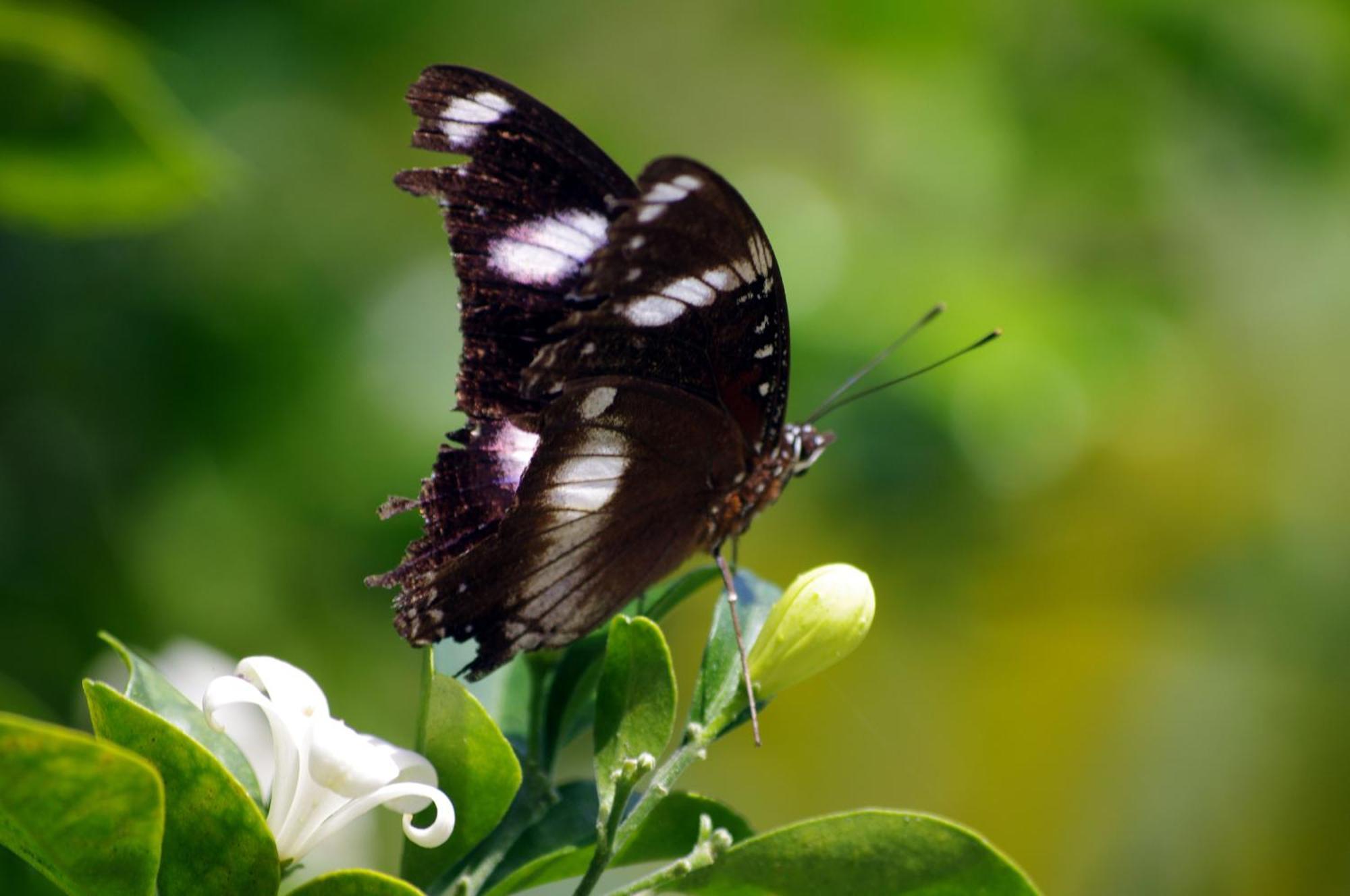 Emeraldene Inn & Eco-Lodge Χέρβεϊ Μπέι Εξωτερικό φωτογραφία